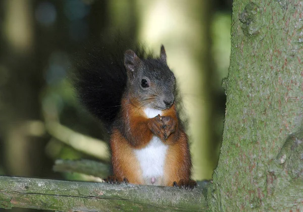 Carino Scoiattolo Animale Divertente Roditore — Foto Stock