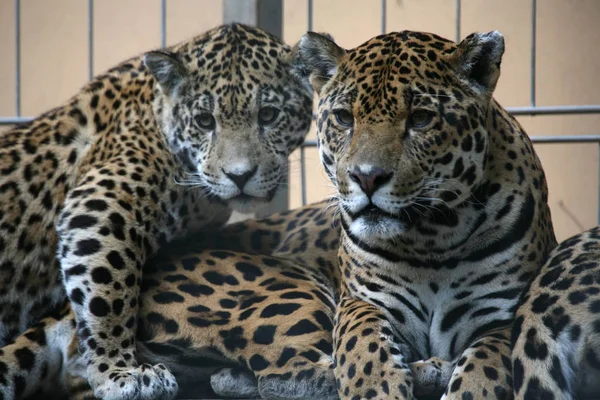 Jaguar Jägare Stor Katt Vilda Djur — Stockfoto