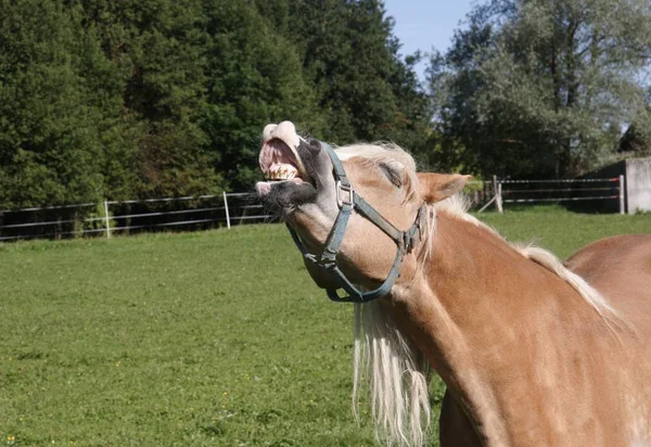 Hangt Iets Lucht — Stockfoto