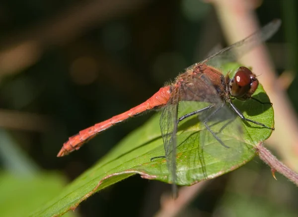 Natureza Inseto Libélula Odonata Voar — Fotografia de Stock