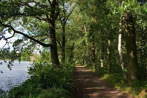 Waldweg Bäume Und Wanderweg — Stockfoto