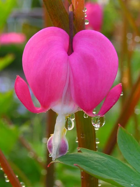 Pembe Ağlayan Kalp Çiçeği — Stok fotoğraf
