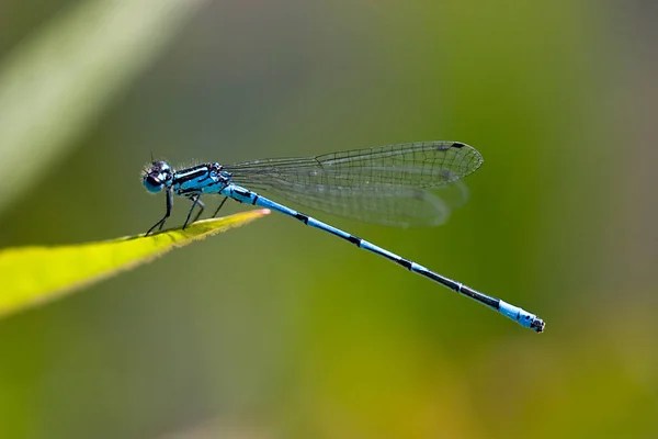 Vista Macro Primer Plano Del Insecto Libélula — Foto de Stock