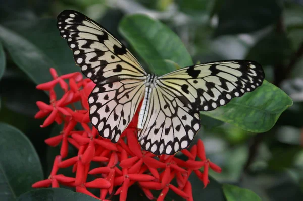 Primer Plano Error Naturaleza Salvaje — Foto de Stock