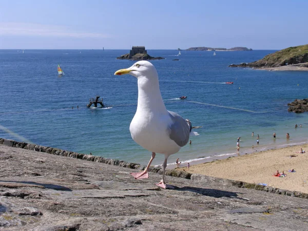 Malerischer Blick Auf Schöne Möwenvögel Der Natur — Stockfoto