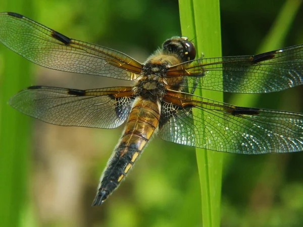 Natural Insects Dragonfly Odonata Fly — 스톡 사진