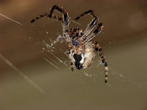 Spinnenspinnenweb Insectenvanger — Stockfoto