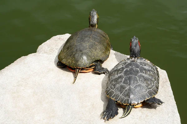 Schildpad Het Gras — Stockfoto