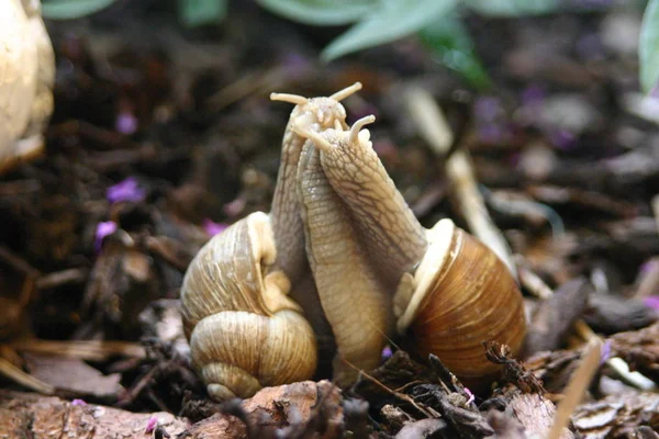 Hélice Mollusque Escargot Coquille — Photo