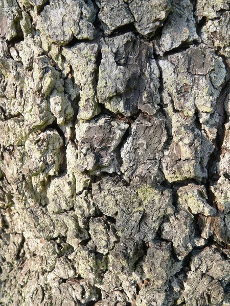 Corteza Árbol —  Fotos de Stock