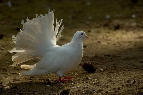 Vacker Utsikt Över Vacker Fågel Naturen — Stockfoto