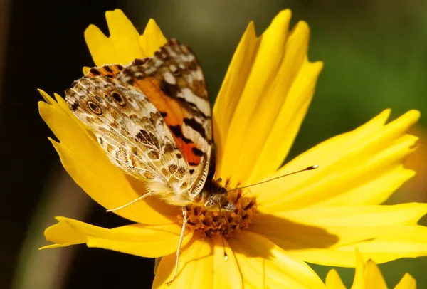 Gros Plan Papillon Dans Habitat Concept Sauvagerie — Photo