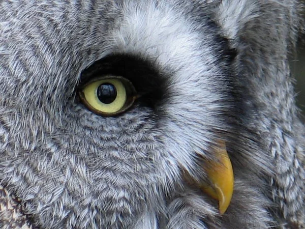 Schilderachtige Vogel Thema Schot — Stockfoto