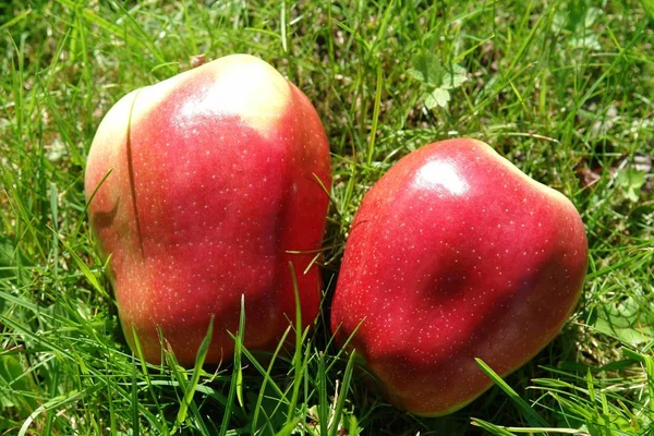 Pommes Fraîches Mûres Saine Alimentation — Photo