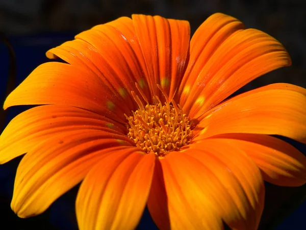 Fleur Gerbera Orange Dans Jardin — Photo