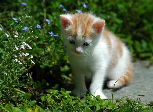 草地上的红猫 — 图库照片