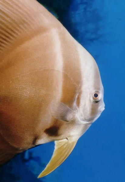 水中海洋生物水生世界 — ストック写真