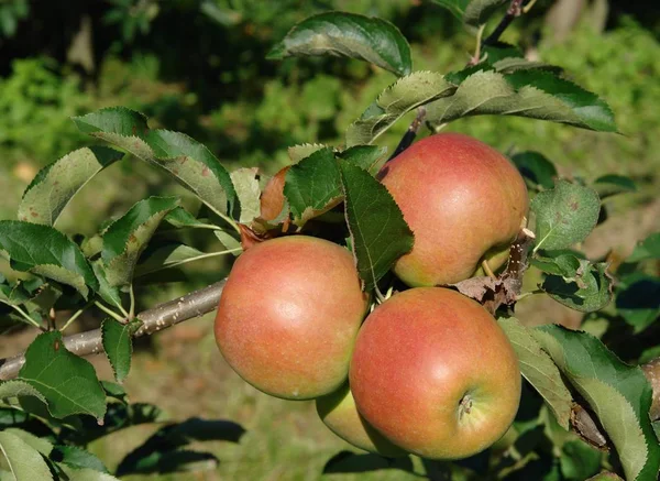 新鲜成熟的苹果 健康的饮食 — 图库照片