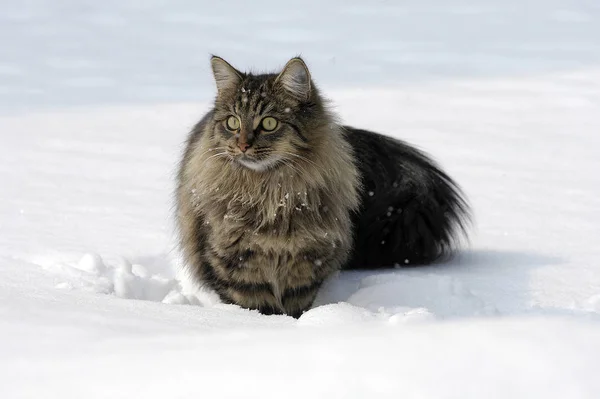 Gatto Nella Neve Inverno — Foto Stock