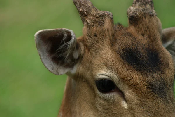 Schilderachtig Uitzicht Prachtig Hert Natuur — Stockfoto