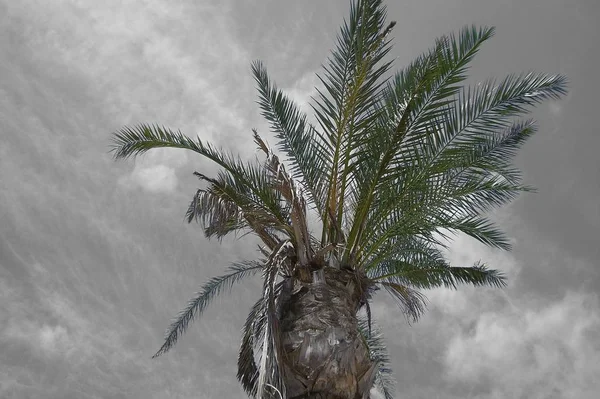 Palma Bajo Cielo Asada — Foto de Stock