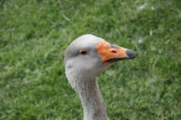 Vista Cênica Belo Ganso Greylag — Fotografia de Stock