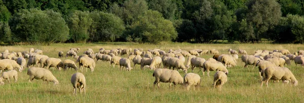 Landschaftlicher Blick Auf Die Landwirtschaft Selektiver Fokus — Stockfoto