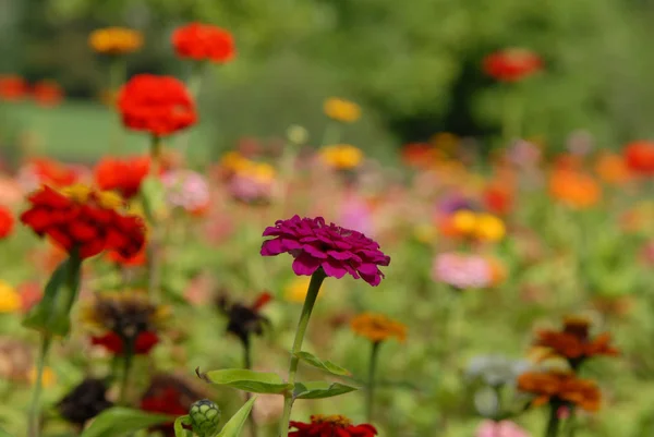 美しい花 花のコンセプトの背景 — ストック写真