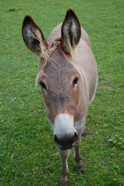 Donkey Farm Animal Equine — Stock Photo, Image