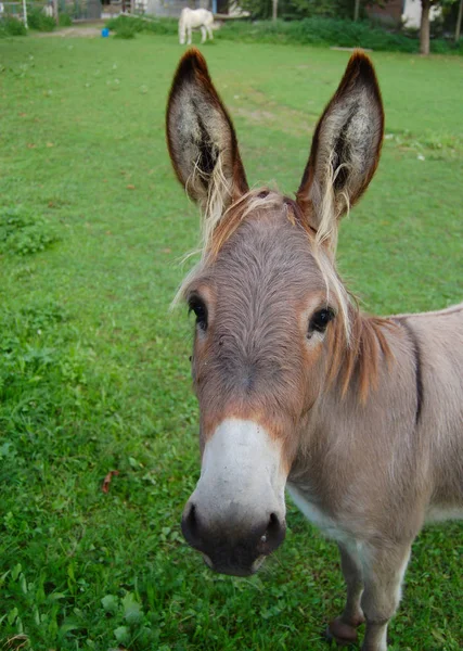 Primer Plano Los Animales Zoológico — Foto de Stock