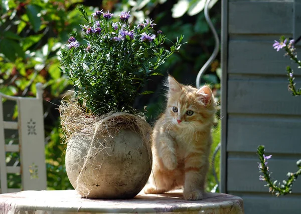 蚕茧混种猫 — 图库照片
