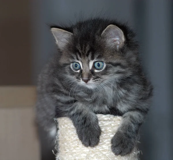 Maine Coon Mixed Breed Cat — Stock Photo, Image