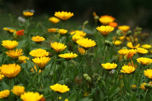 Bela Vista Flor Calêndula Natural — Fotografia de Stock