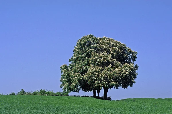 Aesculus Hippocastanum Buckeye — Stockfoto