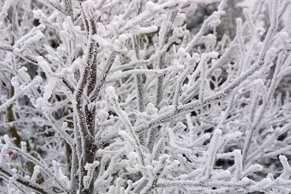 Sneeuw Het Bos — Stockfoto