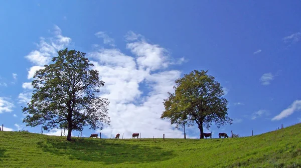 Vacas Paisaje Natural Enfoque Selectivo — Foto de Stock