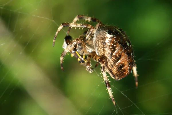 Kanske Kan Hjälpa Mig Med Spindelns Namn — Stockfoto