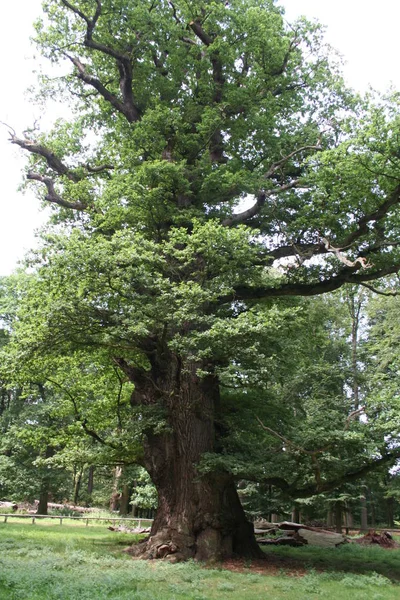 野生森林植物区系景观 — 图库照片