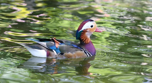 Oiseau Thème Photo Pittoresque — Photo