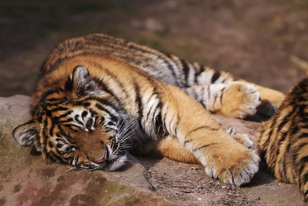 Young Tiger Lies Lazily Stone Floor — Stock Photo, Image