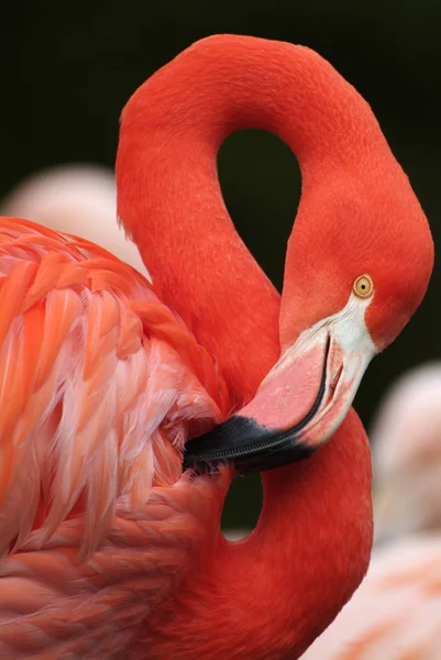 Roze Flamingo Verkleden Zijn Verenkleed Natuurlijke Vogel Achtergrond — Stockfoto