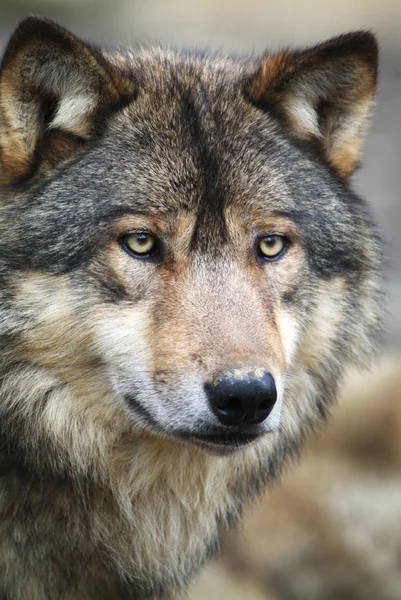 Wolfstier Der Natur Raubtier — Stockfoto