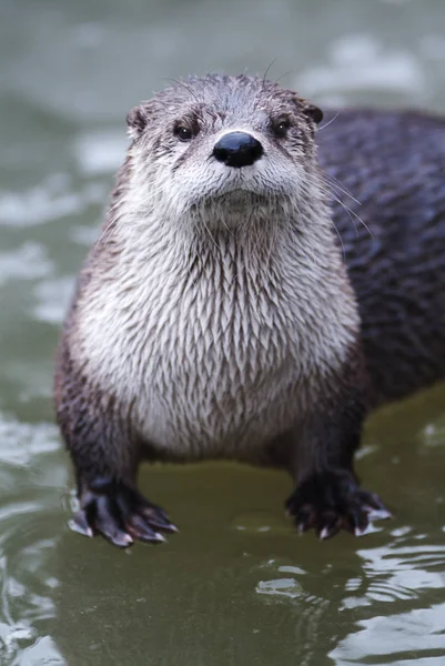 Otter Sitting Ice — Stock Photo, Image