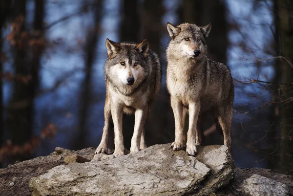 two wolves standing side by side