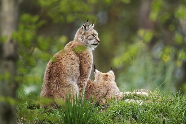 Twee Lynxen Zittend Weide Het Bos — Stockfoto