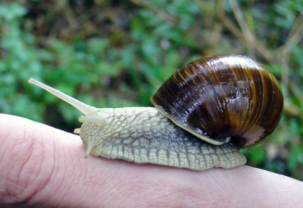 Schleimige Schnecke Schneckenkrebse — Stockfoto