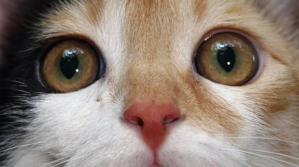 かわいい猫の肖像画 — ストック写真