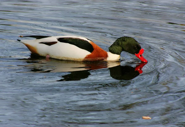 Observação Pássaros Tiro Pato Natureza Selvagem — Fotografia de Stock