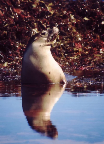 Austrália Austrália Sul Ilha Canguru Baía Focas — Fotografia de Stock