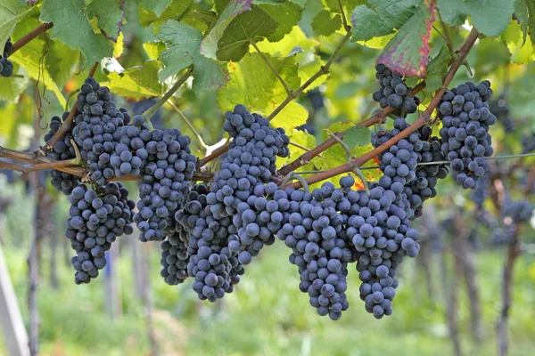 Trauben Wachsen Auf Dem Weinberg — Stockfoto